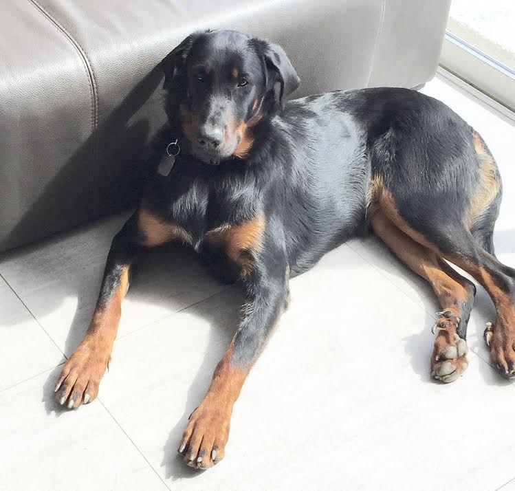 domainedelalicorne.fr Elevage de beauceron chiot beauceron pure race élevage du clos de la licorne elevage des gardiens de la licorne elevage beauceron noir et feu authentique gros gabarits élevage de Beauceron familial sérieux et qualité domainedelalicorne.fr suivi des chiots conseil d’éducation chiot propre bas rouge santé caractère spécialiste du beauceron noir et feu ou arlequin chien rustique berger de France  nos chiots sont élevés avec amour et attention notre passion au service de la qualité Beauceron de qualité et sportif domaine de la licorne 04380 BARRAS élevage en liberté éleveur berger de beauce élevage de beauceron de travail 